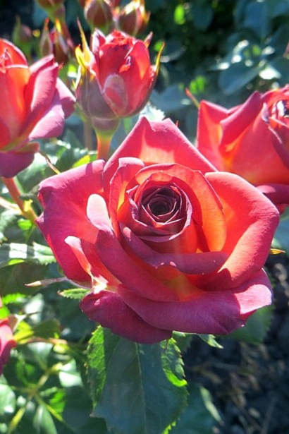 Троянда флорибунда ’Браун Шугар’|Rosa Brown Sugar|Роза флорибунда ’Браун Шугар’